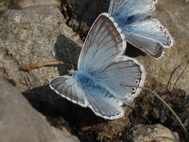 Butterfly (Benasque, Spain) by David Rull