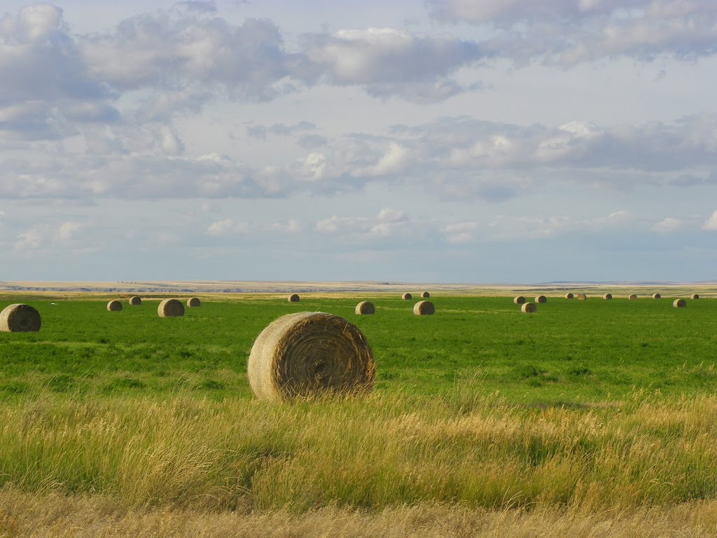 Montana Hay Fields, Liberty County by J. Stephen Conn