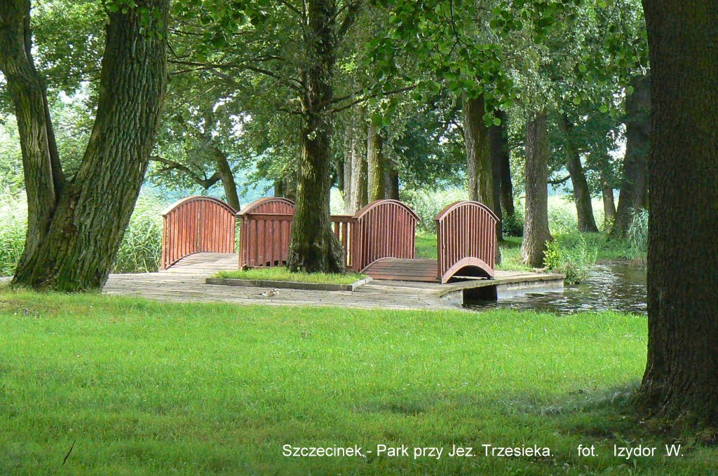 Szczecinek, Jez. Trzesiecko, Wyspa Łabędzia /Szczecinek, Lake Trzesiecko, Island Labendzia/. by izywec