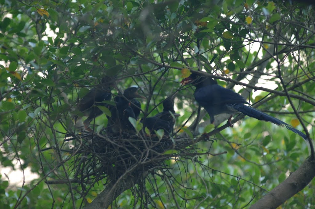 Formosan Blue Magpie藍鵲育雛 by guoo