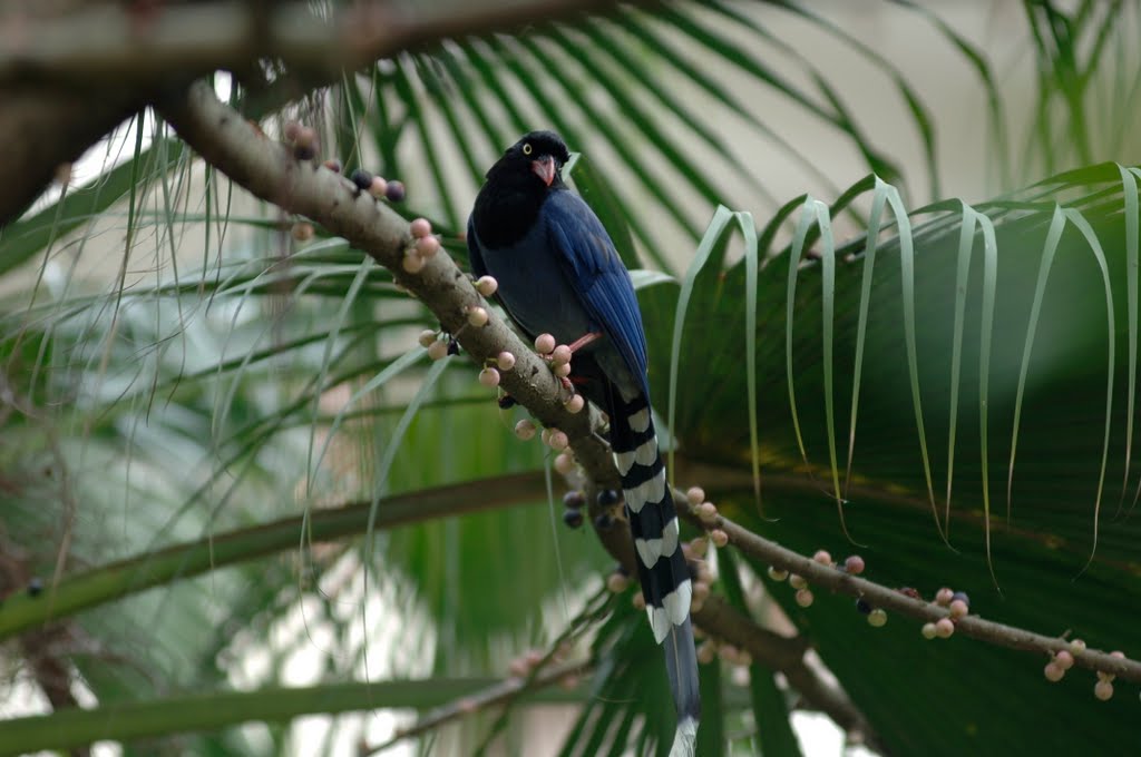 Formosan Blue Magpie台灣藍鵲 by guoo