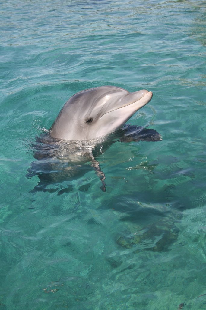 Friendly Dolphin by Dror Ben David