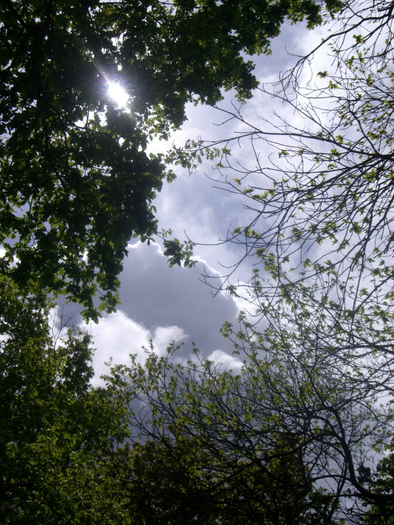 El cielo gris sobre la carballeira. Lugo by Marianela m