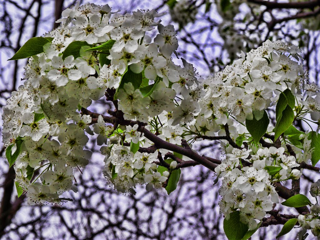 Spring Blossoms by JBouts