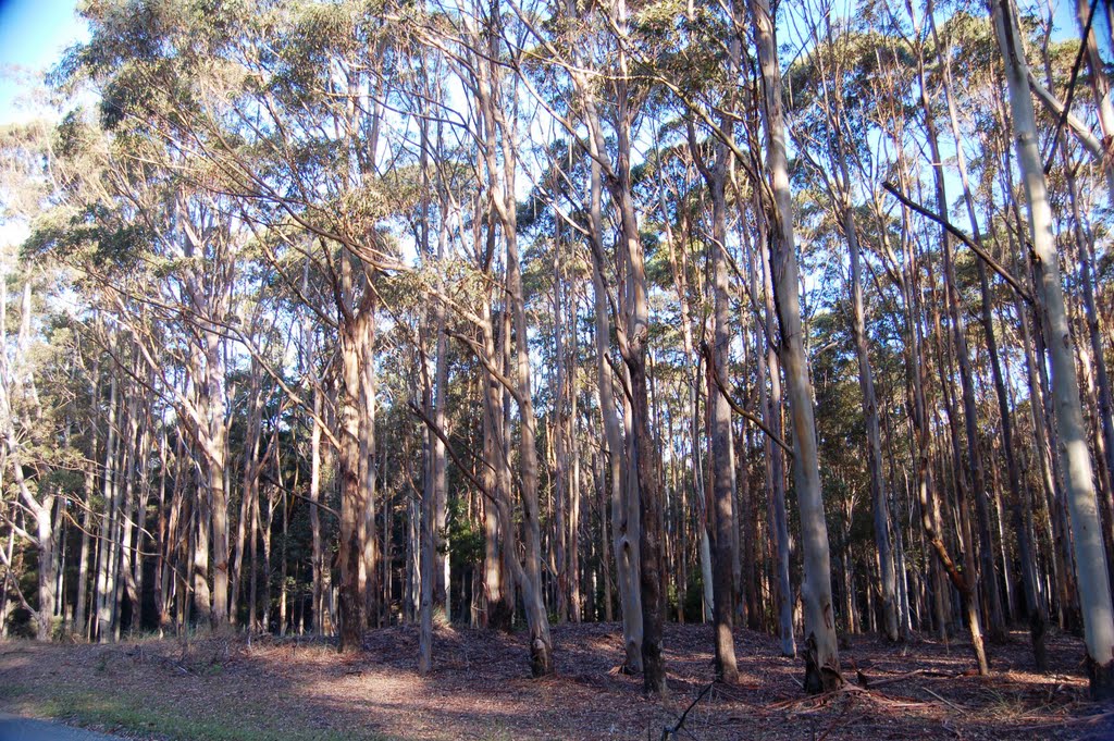 Gum Trees. by marstafitta