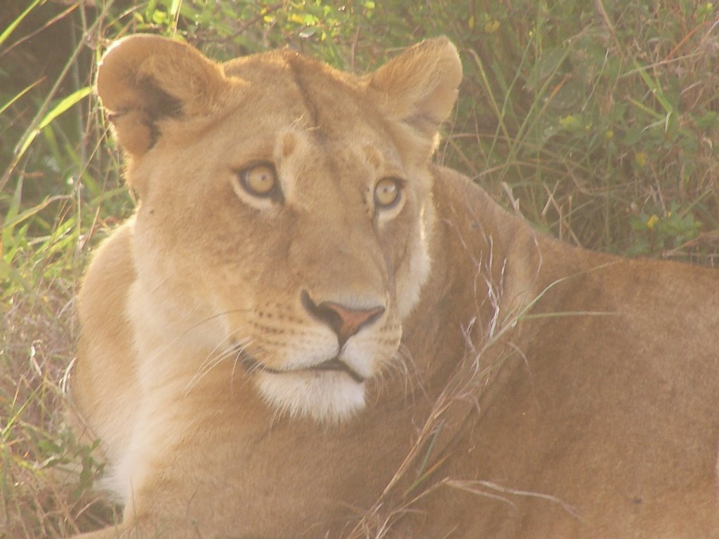 In the Mara ! by Mike&Nat