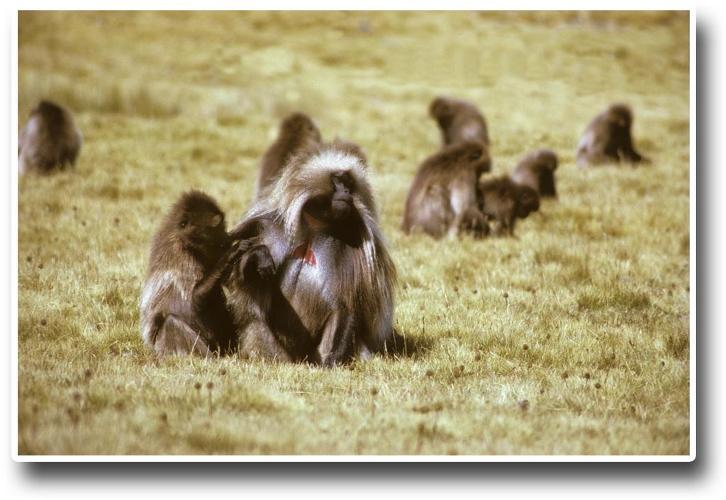 Gelada in the Simien Mountains - 197311LJW by Larry Workman