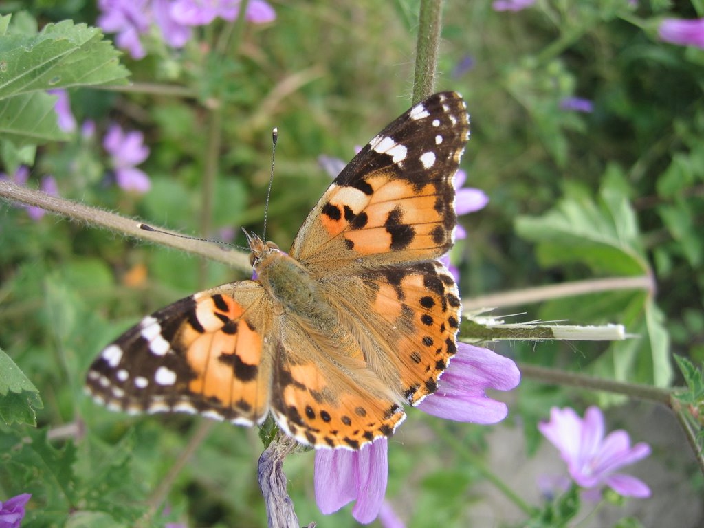 Bulgaria, butterfly    پروانه در بغارستان by Reza1001