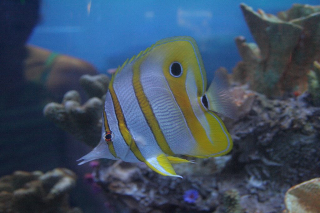 Copperband Butterfly Fish by Scott Hanko