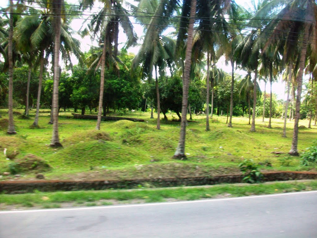 Coconut Farms by Florante