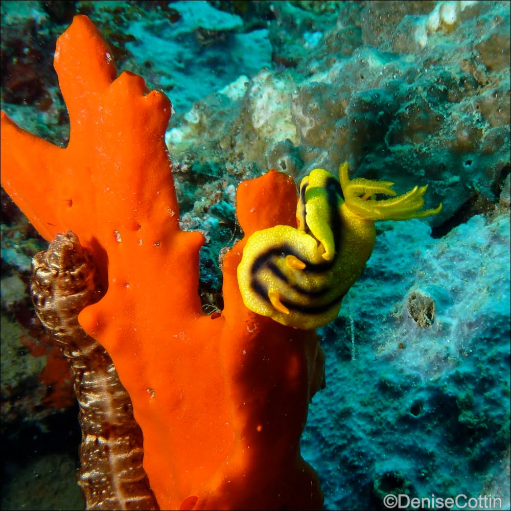 Nudibranch ~ Coral Cove Dive Site by ~ Denise Cottin ~