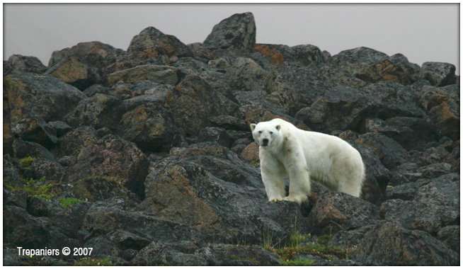 The INTO THE ARCTIC Project. "This polar sizes us up as we passed by with the boat. He wasn't too concerned though, he kind of hung around that spot for the next couple of days." Artist Cory Trepanier, August 2007, http://www.intothearctic.com by CoryTrepanier