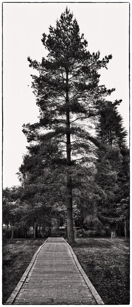 Tree at Astley Hall, Astley, Manchester by mikejb