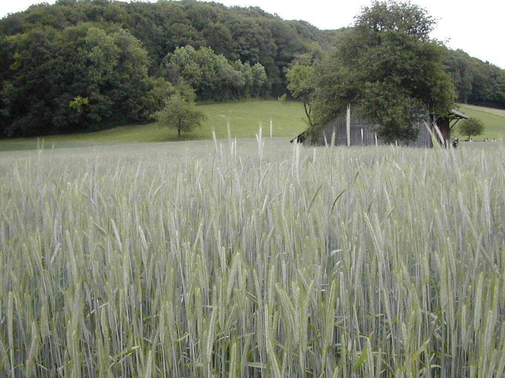 Bülach, Landschaft by blaunarwal