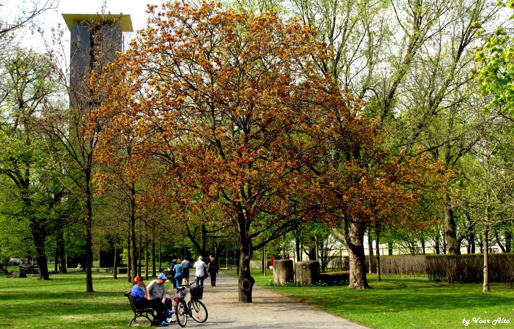 Árvore encantadora / delightful tree by Voar Alto