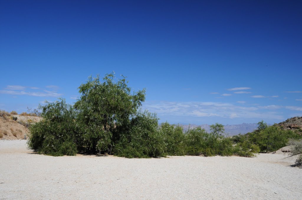 Desert Green by J.H.Schaffer