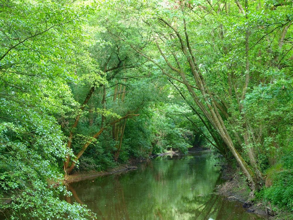 Frankfurt am Main, GrünGürtel-Dschungel an der Nidda by lilastone