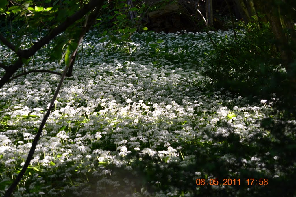 White flowers by gan22