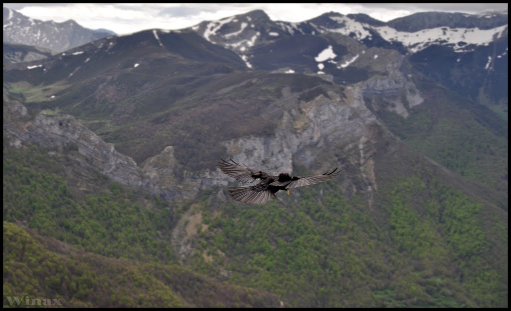 Chova piquigualda (Pyrrhocorax graculus) by Alexander Winax