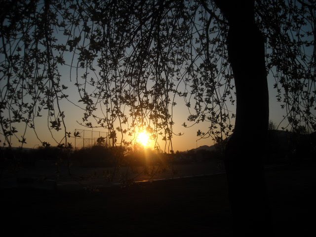 Sunset Through Spring Leaves by Kamloops_Girl