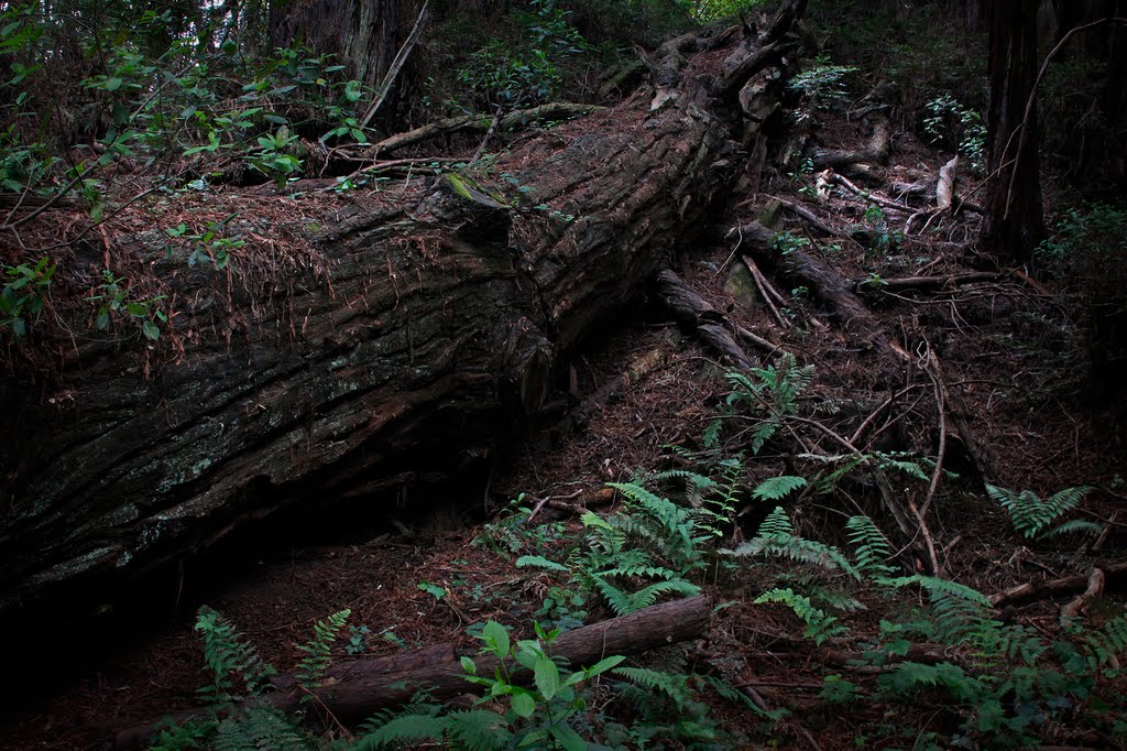 Forest of Nisene Marks by coleimage