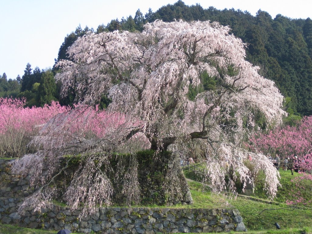 Matabei-sakura by reiko-i