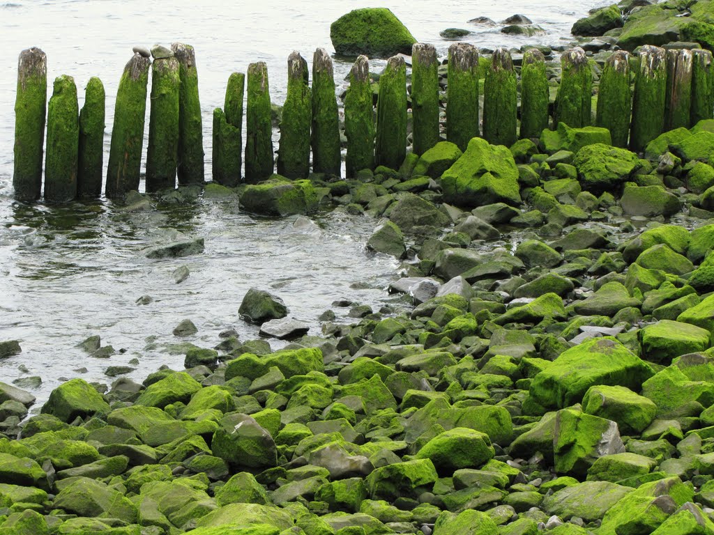 Green - La Push, WA, USA. by André Bonacin