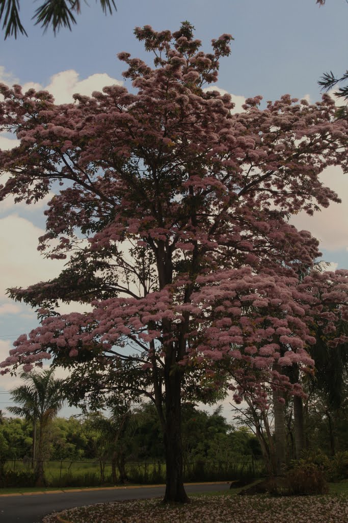 Roble Brasileiro-Guaynabo-"Mañana cuando te vuelva a ver, ya no serás el mismo. ..tampoco yo lo seré. El tiempo habrá dejado su huella entre nosotros, solo recordaremos, y con eso, viviremos como el primer día." by Ricardo David Jusino