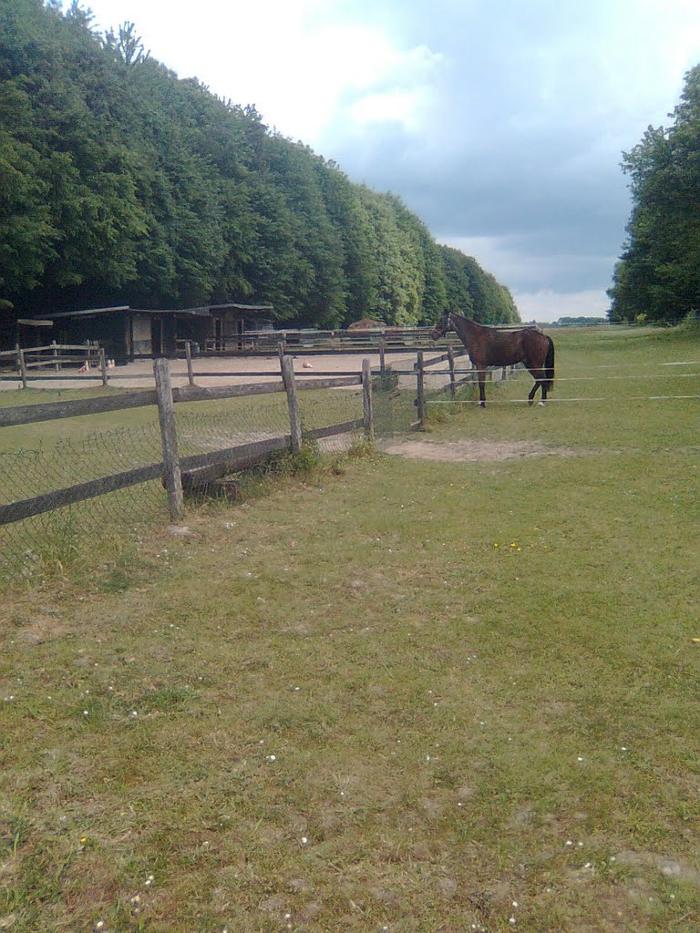 Pferde am Stalleickenweg by streetview_auffüller