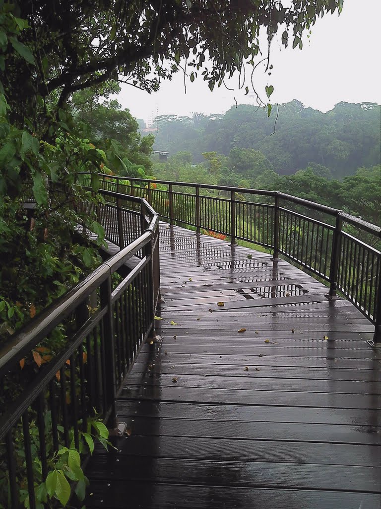 Canopy Walk, Kent Ridge Park by Arnel Bongar