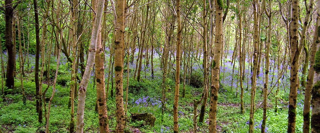 Bluebells in Drumboe Woods by bdono