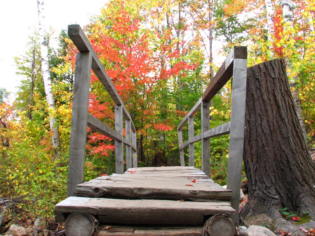 Ponceau dans la forêt du Mont-Tremblant by Le smatte, Montréal,…