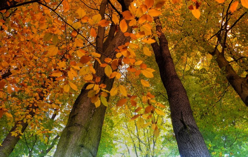 Herbstwald by © alfredschaffer