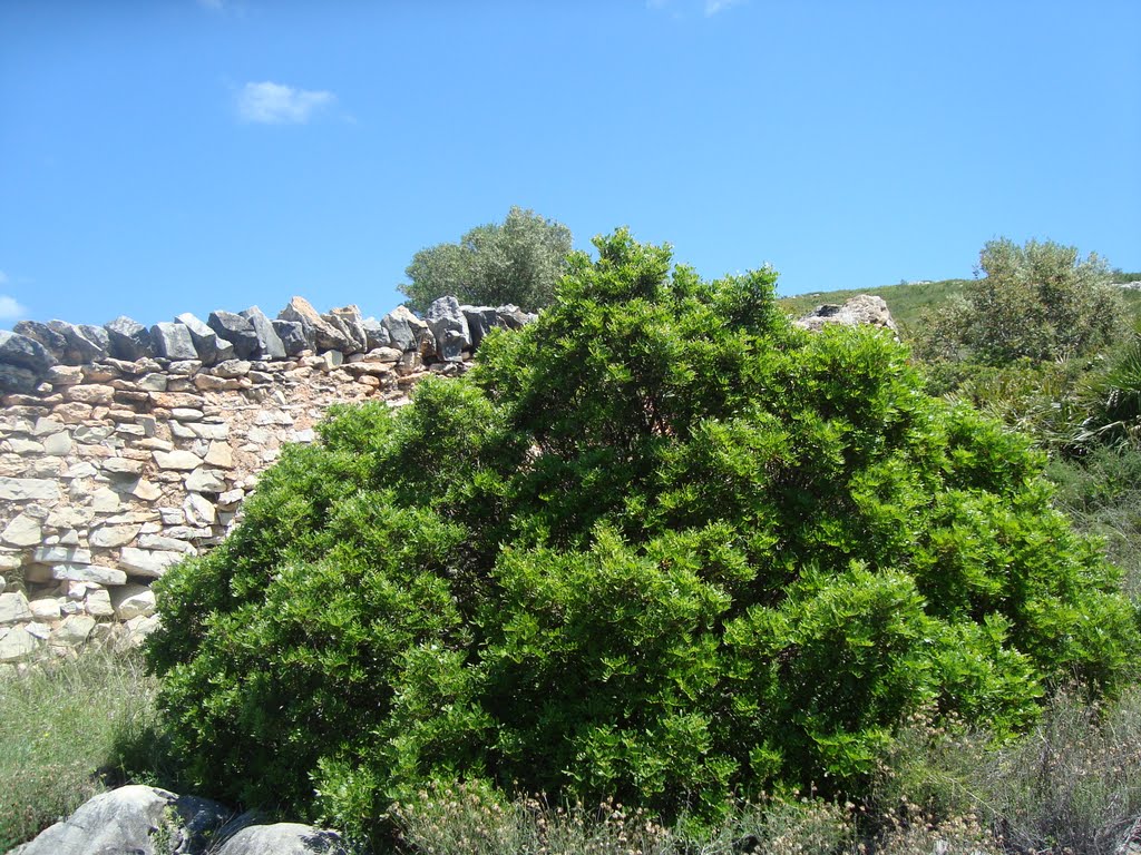 Matissa, corral de Guissero, Alcalà de Xivert, Castellò de la Plana by Juan Emilio Prades Bel