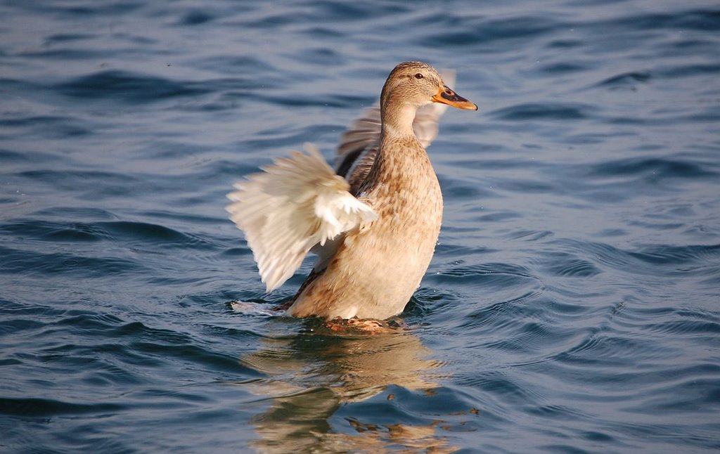 Die Siegerin des "Wettschwimmens" by Winu Kappa