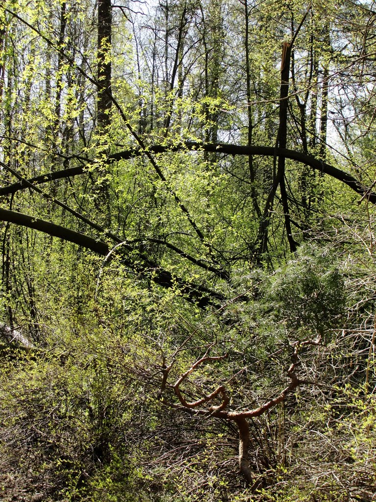 Ранняя весна, первые листочки. The early spring, the first leaflets. by Валентин Захаров