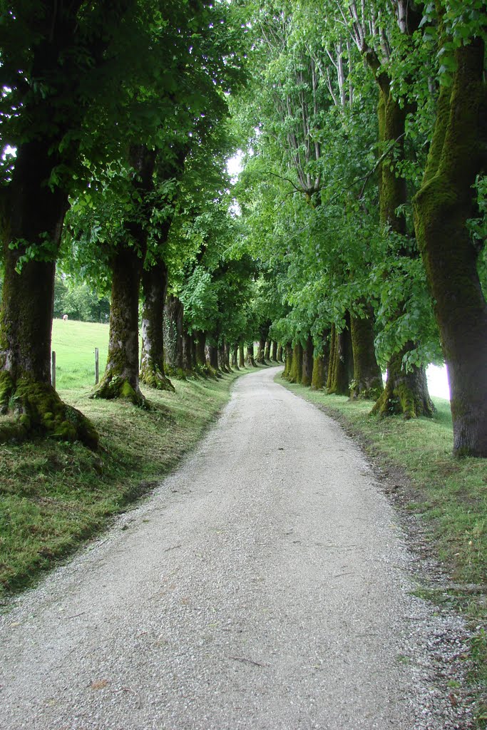 Allee zum Schloss Burgistein by HB9HVK