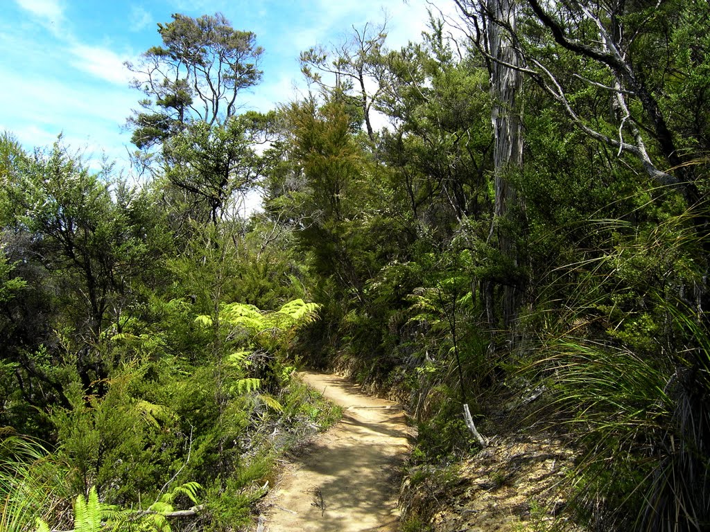 Maintained track through native forest on Explorer's Day in NP Abel Tasman by Tomas K☼h☼ut