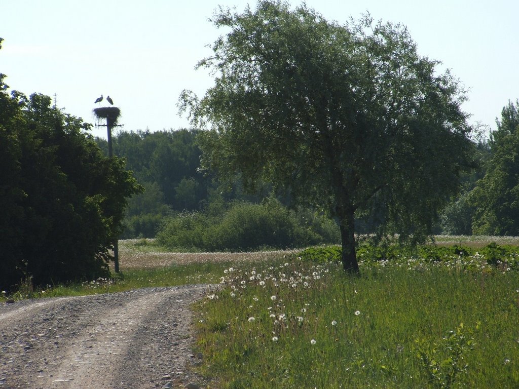 Storks nest near Hallivariku, Pangodi, Estonia by Boro290204