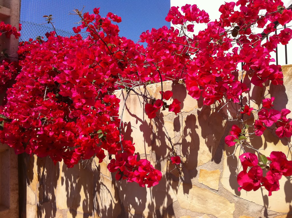 Santa Eulària des Riu, Flowers, Ibiza, 2011 by garrettrowe