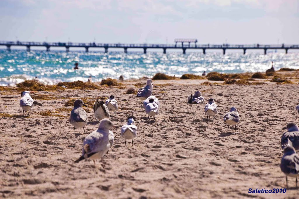 Lauderdale by the Sea, Florida by Salatico