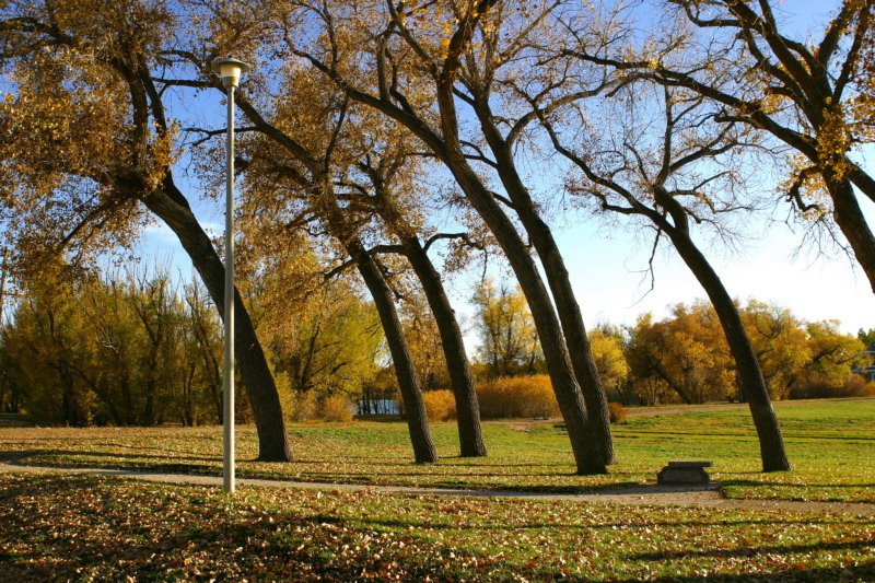 Bent Cottonwoods by brains6277