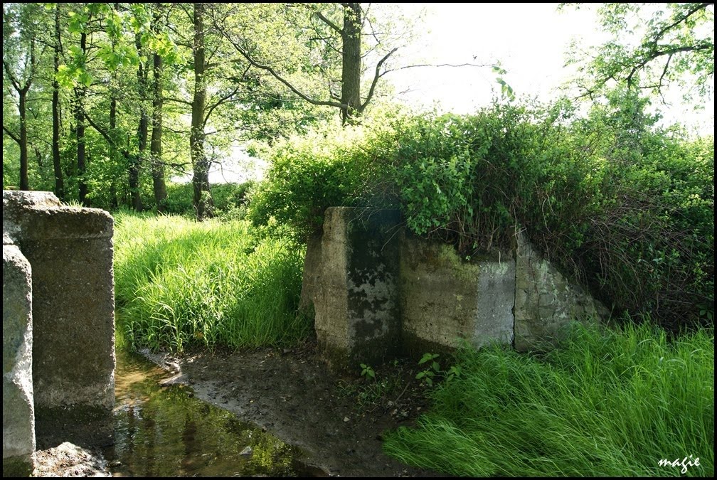 GLIWICE. Pozostałości po kąpielisku/Residues of a swimming pool by Krystyna Koch-magie*