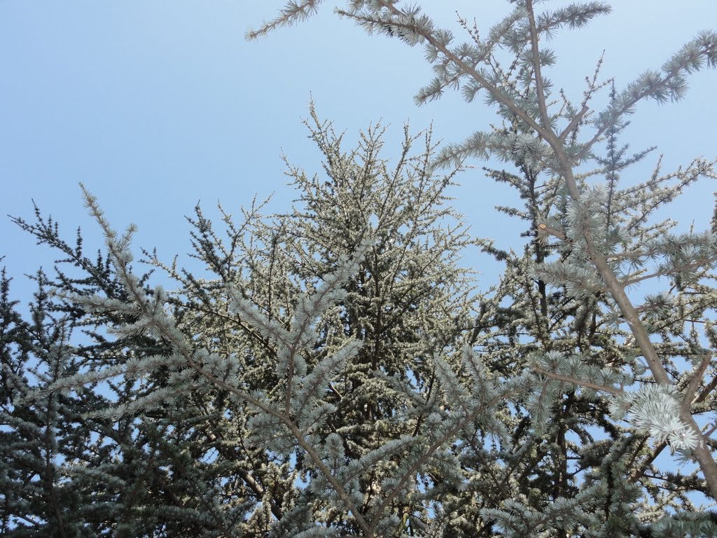 Tree top by Tomislav Pecak