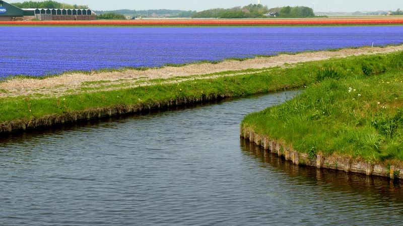 Hyacint bij Burgervlotbrug by H.Garnjost