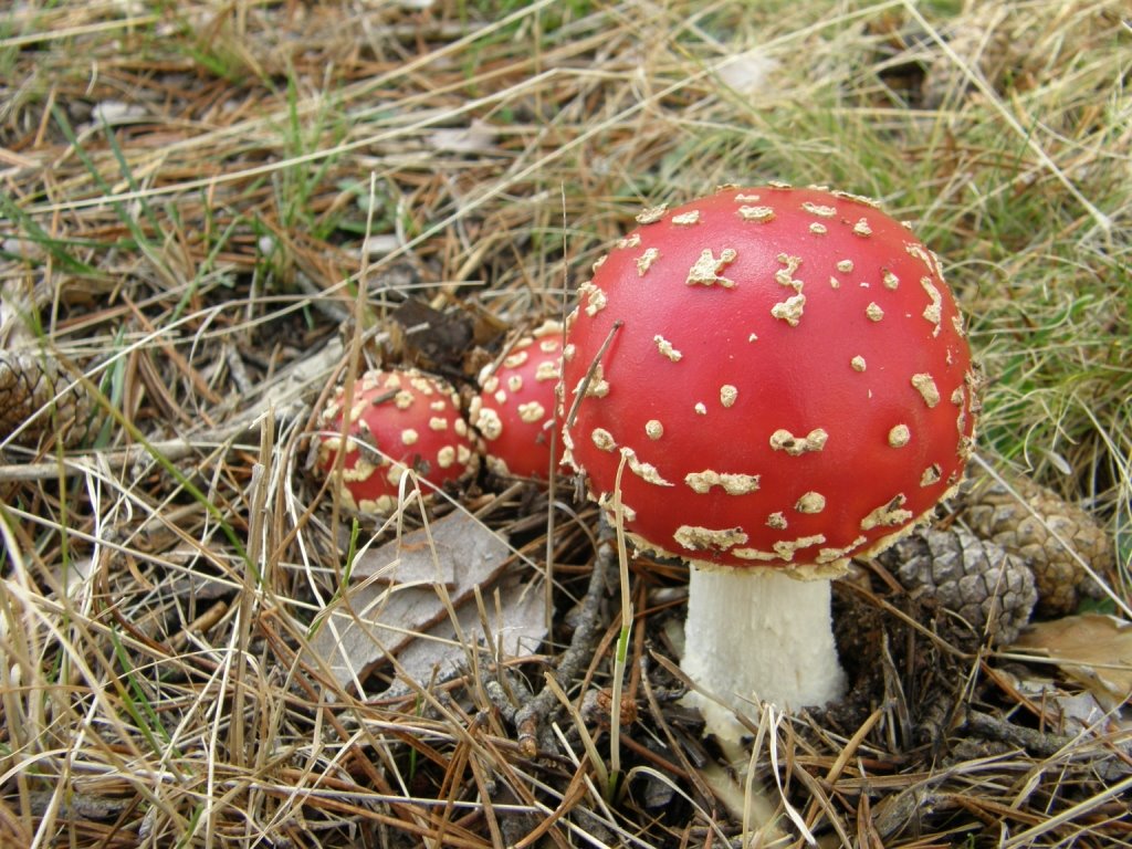 Amanita muscaria by Alberto Asensio