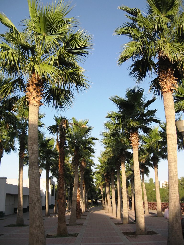 PARQUE CENTRAL, CD. JUAREZ by PASTELITO