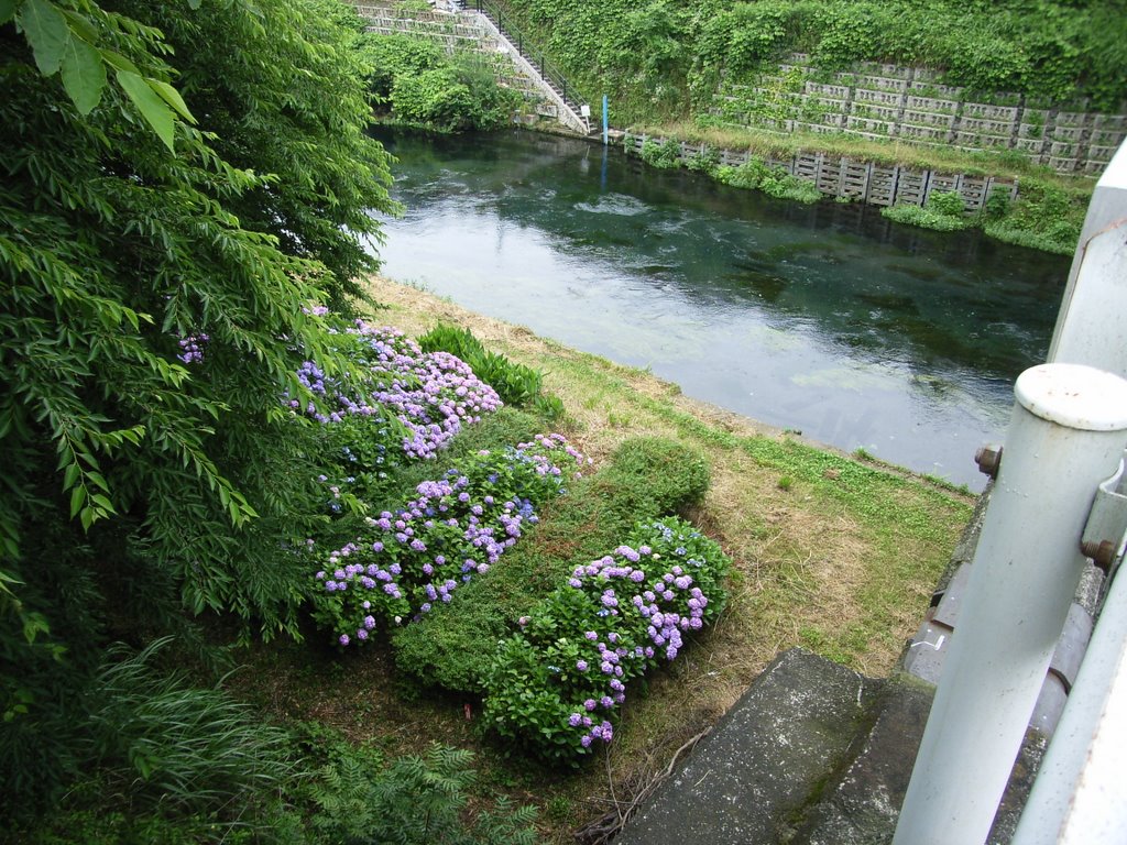 Kakita River and Hydrangea by marutan