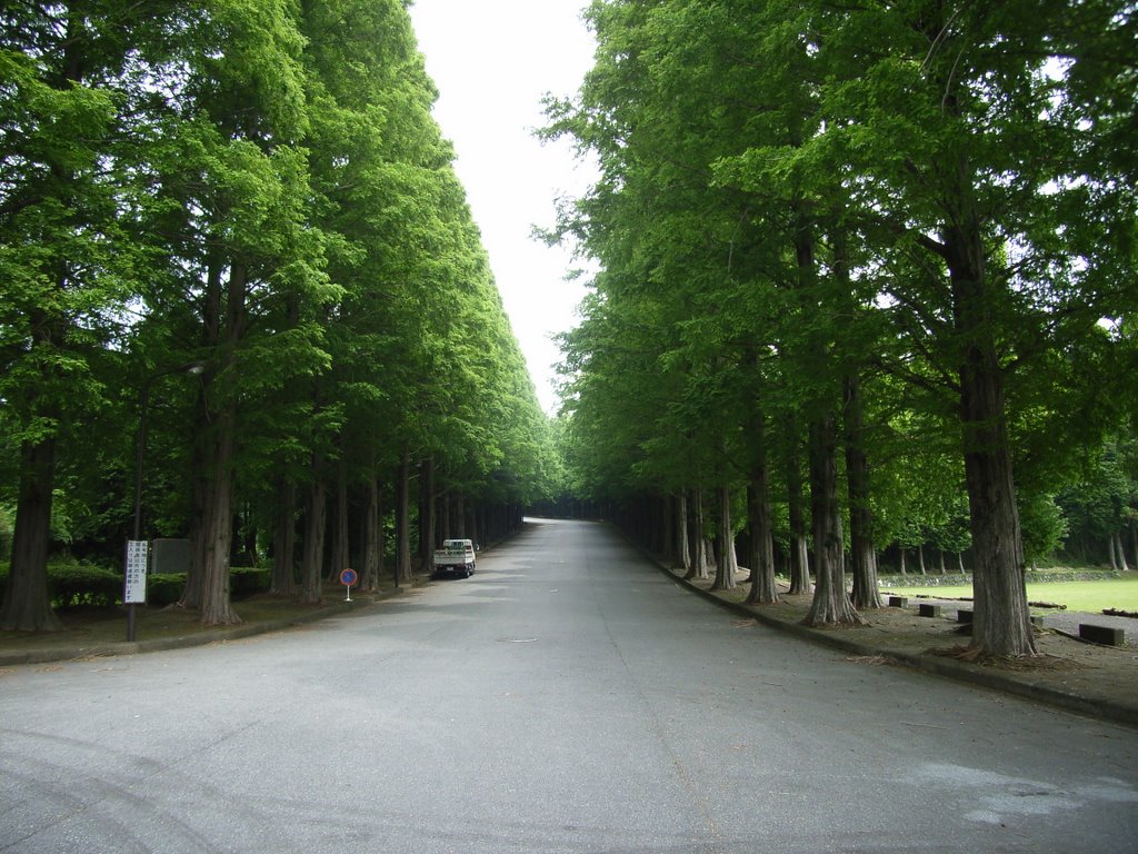 Row of trees of Fuji institute of education and training by marutan