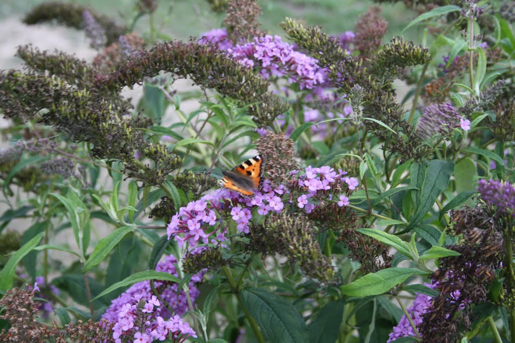 Red admiral by noelfa